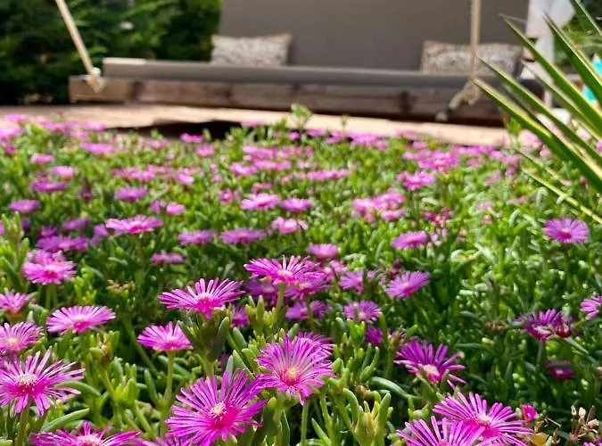 Garden View Studio *